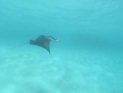 MS Manta ray swimming in blue / Hanifaru, Baa Atoll, Maldives    Stock Footage
