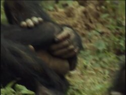 CU, TU, Two young chimpanzees (Pan troglodytes) napping, Gombe Stream National Park, Tanzania Stock Footage