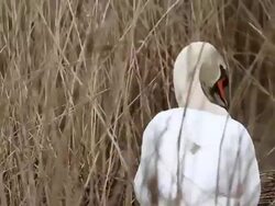 Bird Life At Elmley Marshes Stock Footage