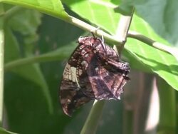 Mimetic butterfly Stock Footage