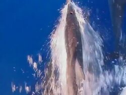 Dolphins swimming Stock Footage