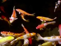 Koi pond Stock Footage