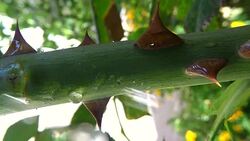 thorn roses Stock Footage