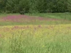 HD: Meadow in the wind Stock Footage