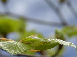 T/L Beech (Fagus sylvatica) bud bursting into leaf, United Kingdom, CU Stock Footage
