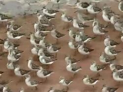 MS TS Sandpipers running along beach / Wolfville, Nova Scotia, Canada Stock Footage