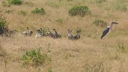 Death FETUS and RAPTORs Maribu Storks & Vultures Stock Footage