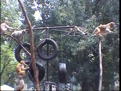 Zoo animals struggle to stay cool in sweltering heat News Clip