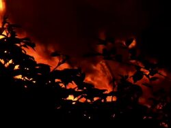 HD: Forest in the fire Stock Footage