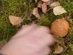 Mushroom Stock Footage
