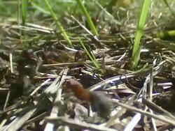 MS Lot of ants activity on ground / Visby, Nar, Ljugarn, Gotland, Sweden     Stock Footage