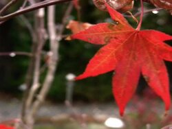 RED MAPLE LEAF Stock Footage
