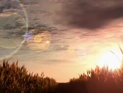 Moving through wheat field Stock Footage
