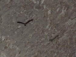 Eastern imperial eagle Stock Footage