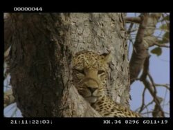 Leopard, Panthera pardus, portrait of face in tree, MS, Botswana Stock Footage
