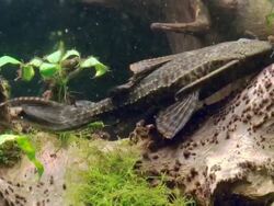 Aquarium Stock Footage