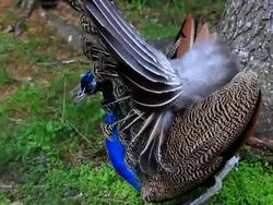 Peacock in the spring. Stock Footage