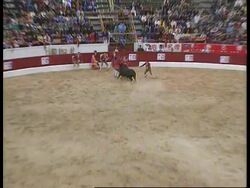 Macau - Bull Fighting Returns News Clip