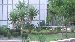 VOICED : Pistorius acusan premeditacion News Clip