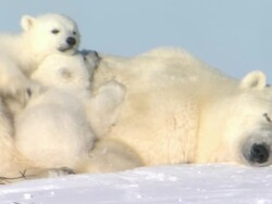 WS Empty arctic landscape on sunny day / Wapusk National Park, Manitoba, Canada Stock Footage