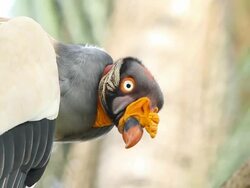 CU R/F Shot of vulture like bird with red and orange beak / abergris caye, belize, belize Stock Footage