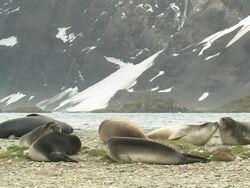 MS, Southern elephant seals (Mirounga leonina) lying at water's edge, snowy mountains in background, South Georgia Island, Falkland Islands, British overseas territory Stock Footage