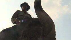 VOICED : Captive elephants help save wild cousins on forest frontline News Clip