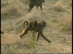 MCU Mother carrying young on back, amongst troop, Tanzania Stock Footage
