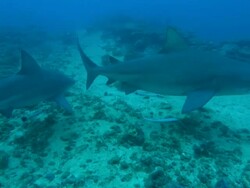 bull sharks, Carcharhinus leucas, swim over reef, Fiji, South Pacific  Stock Footage
