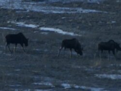 Medium Long Shot hand-held - Moose forage on Alaska's tundra. / Alaska, USA Stock Footage