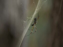 Spider on web Stock Footage