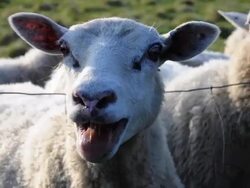 Loud Sheep in Herd Stock Footage