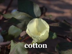 America's Journey Through Slavery: Escaping Slavery on the Underground Railroad Instructional Video