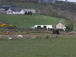 Farm fields, cattle and sheep, Northern Ireland Stock Footage