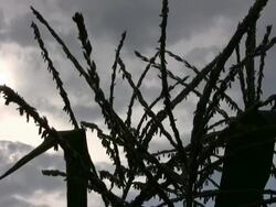 Silhouette of corn stalk against a cloud background HD Stock Footage