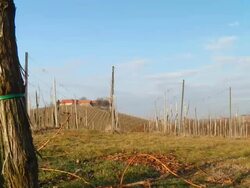 HD Motion Time-Lapse: Cloudscape Over Vineyard Stock Footage