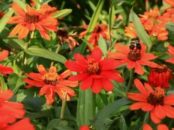 Honey Bee pollinating plant in meadow Stock Footage