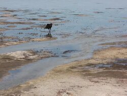 Vultures in the Indian River Lagoon Stock Footage