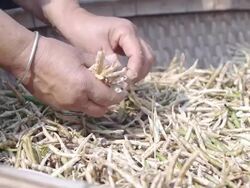 Peel beans Stock Footage