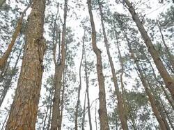 Pine tree forest Stock Footage