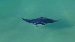 A stunning Reef Manta Ray (Manta alfredi) floats in transparent waters on the coast of Oahu. Stock Footage