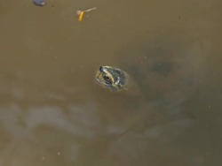 Turtle swimming in the a small pool. Stock Footage