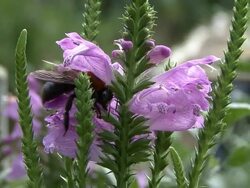 Purple flowers and bee Stock Footage