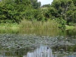 View of Lily pads, Water, Reeds, Grasses, Trees and Nesting White Birds in  Wetland with Nature Sounds Stock Footage