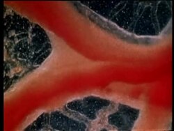 Blood travelling round chick embryo Stock Footage