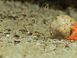 MS Strawberry Hermit crab slowly moving away / South Africa Stock Footage