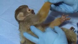 VOICED : Monos alcoholicos se rehabilitan en Chile News Clip