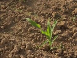 Dry Soil in Corn Field Stock Footage
