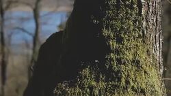 Forest in spring Stock Footage