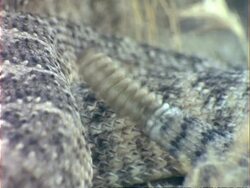 BCU Tail of Rattlesnake shaking, USA Stock Footage